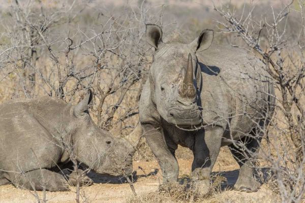 South Africa White rhinos in a barren landscape